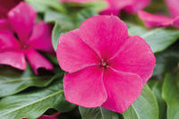 Фото Катарантус ампельный Солар Эваланш Бургунди, Hem Genetics, фас. 1000