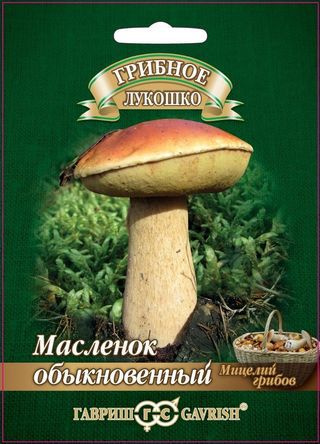 Масленок на зерновом субстрате, больш. пак. 15 мл фото в интернет-магазине "Сортовые семена" Масленок на зерновом субстрате, больш. пак. 15 мл фото в интернет-магазине "Сортовые семена"