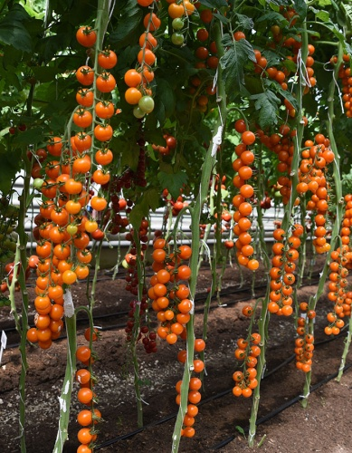 Фото Томат Волшебная арфа F1 (серия Восточ.делик)(А)(ЦВ) 10шт