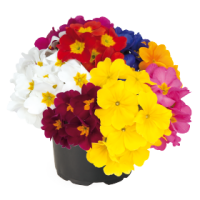 Фото Примула высокая Крещендо Формула микс, Benary, фас. 1000