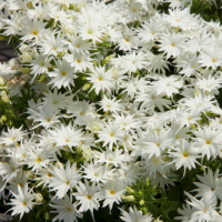 Флокс Друммонда Попстарс Вайт, 1000 штук Профессиональная упаковка