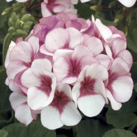 Фото Пеларгония зональная Маверик F1 Стар, Syngenta, фас. 1000