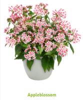 Пентас Граффити 20/20 Эппелблоссом, Benary, фас. 100