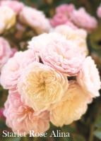 Фото Роза Starlet Rose Alina