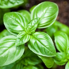 6673543dc6f604d36c884c60b2c4af30--basil-oil-fresh-basil-min.jpg