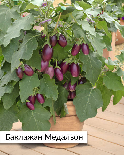 Баклажан горшечный Баклажан горшечный