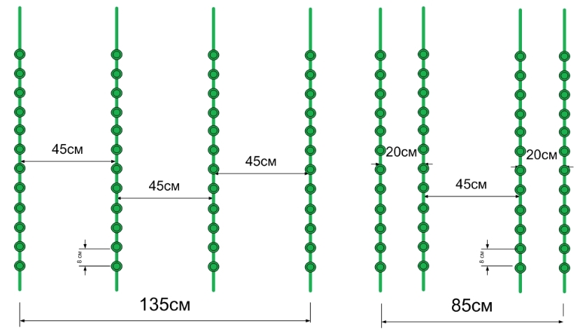 возможные схемы посадки чеснока