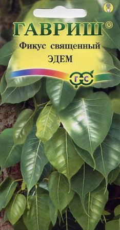 Фикус священный Эдем* 0,03 г фото в интернет-магазине "Сортовые семена" Фикус священный Эдем* 0,03 г фото в интернет-магазине "Сортовые семена"