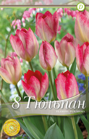 Тюльпан Фламинг Пуриссима фото в интернет-магазине "Сортовые семена"
