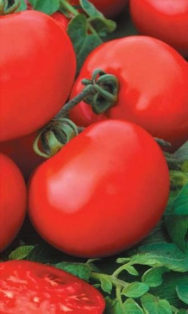 Томат Санька (УД) *Банка 20 шт. фото в интернет-магазине "Сортовые семена" Томат Санька (УД) *Банка 20 шт. фото в интернет-магазине "Сортовые семена"