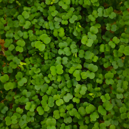 Индау (рукола)  для проращивания  фото в интернет-магазине "Сортовые семена"