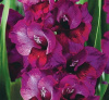 Гладиолус Алфалфа (крупноцветковый) фото в интернет-магазине "Сортовые семена"