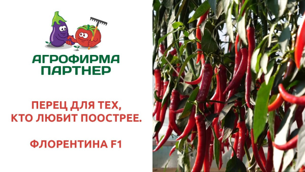 Фото Перец Острый Флорентина F1