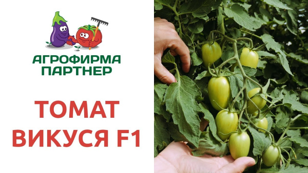 Фото Томат Викуся F1