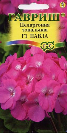 Пеларгония Павла F1 зональная* 4 шт. фото в интернет-магазине "Сортовые семена"