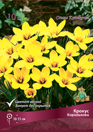 Крокус Королькова фото в интернет-магазине "Сортовые семена"