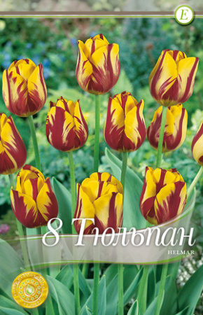 Тюльпан Хелмар фото в интернет-магазине "Сортовые семена"