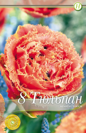 Тюльпан Сеншиал Тач ( махровый ) фото в интернет-магазине "Сортовые семена"