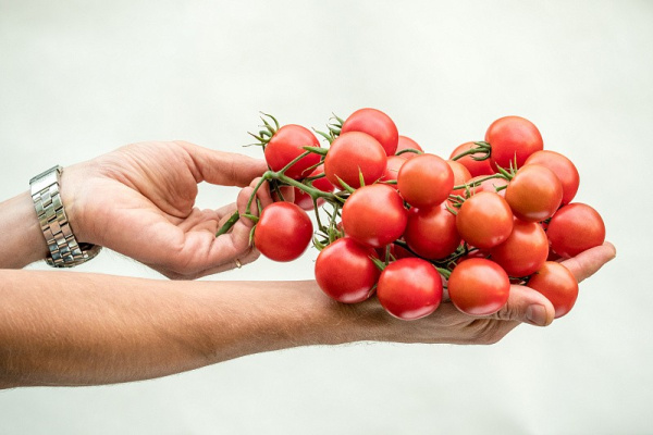 Фото Томат Черри Литл Пинки F1