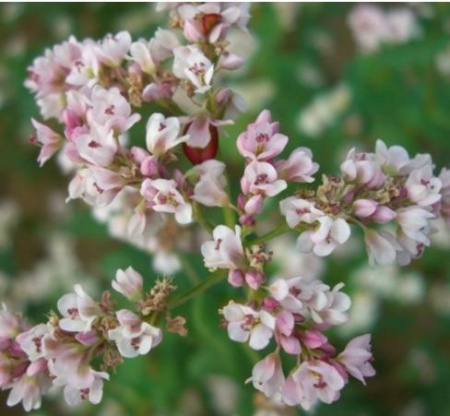 Гречиха Сумчанка (медонос) фото в интернет-магазине "Сортовые семена" Гречиха Сумчанка (медонос) фото в интернет-магазине "Сортовые семена"