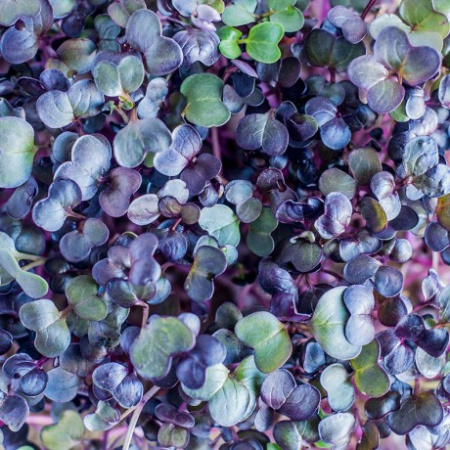 Редис Санго (Фиолетовый) для проращивания  фото в интернет-магазине "Сортовые семена"