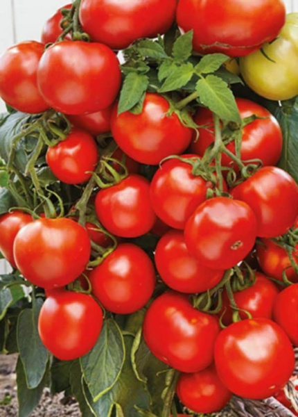 Фото Томат Спасская Башня F1 ® (УД) Е/П Б/Ф 10 шт. Фото Томат Спасская Башня F1 ® (УД) Е/П Б/Ф 10 шт.