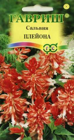 Сальвия Плейона*  карликовая  5 шт фото в интернет-магазине "Сортовые семена"