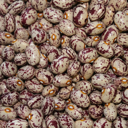 Фасоль зерновая вьющаяся Креола (10 шт) фото в интернет-магазине "Сортовые семена"