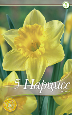 Нарцисс Карлтон фото в интернет-магазине "Сортовые семена" Нарцисс Карлтон фото в интернет-магазине "Сортовые семена"