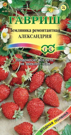 Земляника Александрия* 0,03 г фото в интернет-магазине "Сортовые семена"